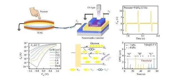 FOP | 前沿研究：宁波大学竺立强团队_基于氧化物光电神经形态晶体管和摩擦纳米发电机的仿生触觉-视觉形态系统