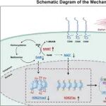 Adv Sci  | 空军军医大学蔡宏/李春英发现相关纤维化疾病治疗的新靶点