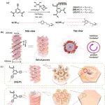 北京大学张洁研究员/宛新华教授团队 JACS：实现螺旋聚苯乙炔可调二维介观手性自组装与圆偏振发光放大
