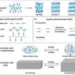 巴黎高科化学学院李敏慧教授 AFM 综述：电刺激响应液晶弹性体作为软驱动器