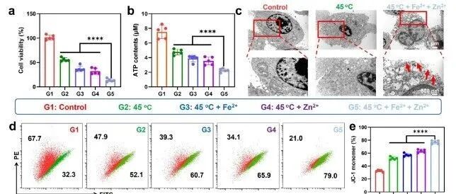 苏州大学《JACS》：GelMA磁性微球助力磁热免疫治疗，增强肝癌栓塞疗效