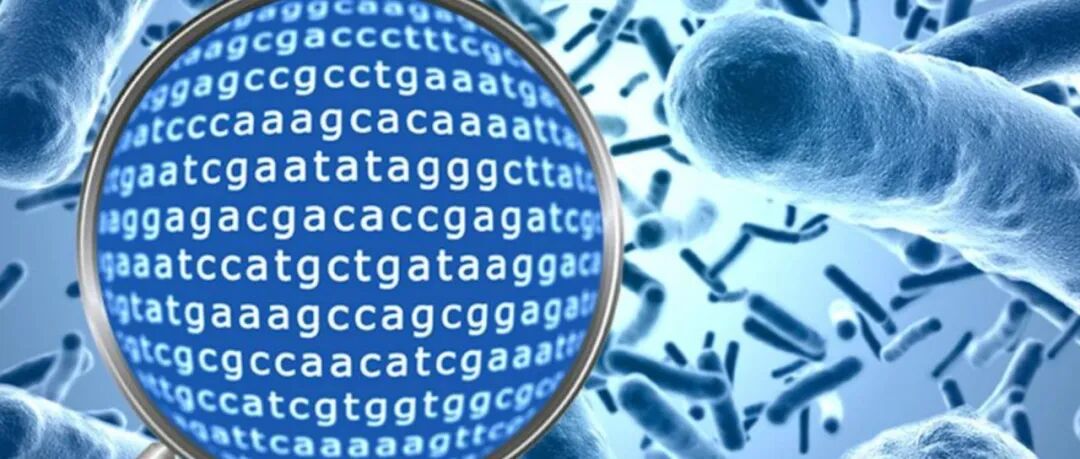 一文教你自己做微生物宏基因组数据分析！