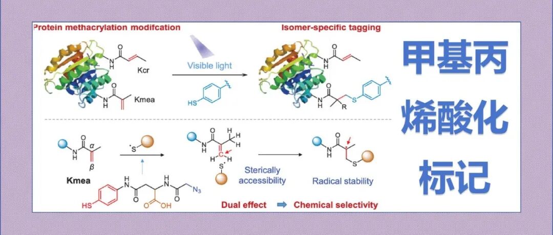 文献分享|蛋白质甲基丙烯酸化的化学选择性标记