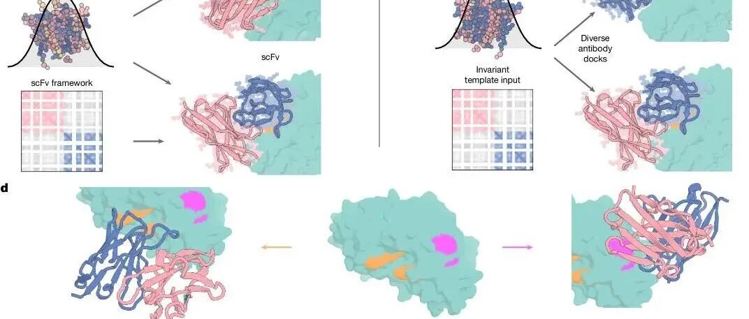 Nature | 使用RFdiffusion实现原子级精度的抗体设计