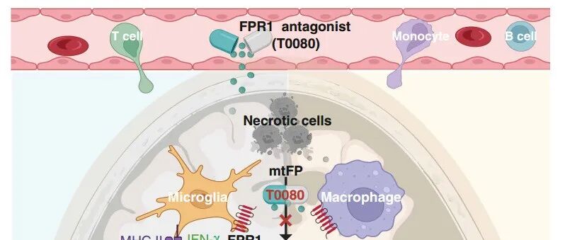 Fpr1 天津医科大学最新Science - Book学术