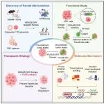 Cancer Cell | 中山大学高益军等揭示类潘氏细胞转分化驱动结直肠癌对KRAS/EGFR双靶治疗耐药