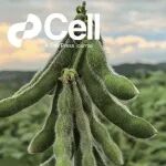 Cell封面：崖州湾国家实验室大豆种子创新团队取得重大研究进展