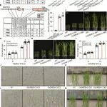 Plant Physiology | 华南农业大学农学院王州飞教授团队揭示水稻种子萌发调控新通路