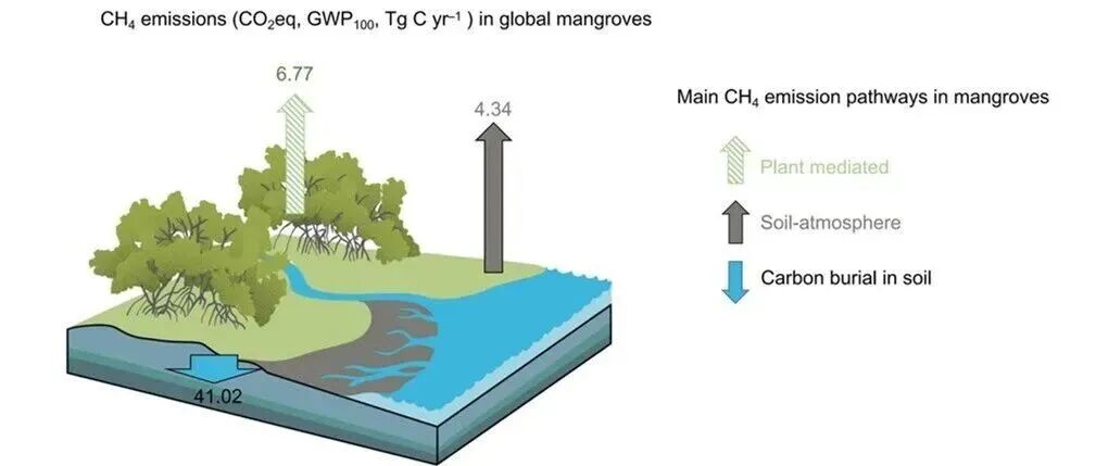 Nature Geoscience | 华南植物园王法明研究组发现红树林树干甲烷排放部分抵消碳汇效益