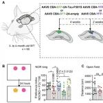 Sci Adv | 暨南大学罗钧洪等团队发现改善阿尔茨海默病认知衰退的新策略