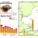 中科院烟台海岸带所唐建辉、上海交通大学潘奕陶E&H：PFMOAA及其它全氟烷基化合物在渤海不同生境脉红螺体内各组织分布特征