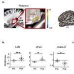 Commun Biol | 中国科学院生物物理研究所张朋研究组与合作者揭示成人大脑两种相反并互补的眼优势可塑性机制