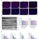 ACS Appl Mater Interfaces | 中南大学湘雅医院消化内科刘霆教授团队发表原创性新成果