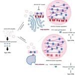 eLife | 清华大学尹航课题组提出一个全新的cGAS活性调控模型