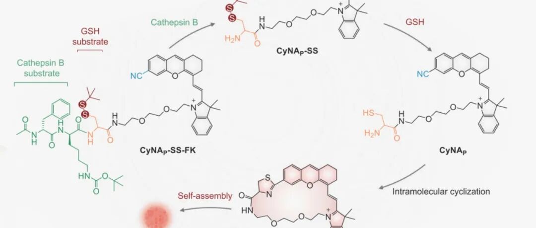 文献分享 | Nat. Commun.|腈-氨基硫醇生物正交近红外荧光探针用于体内超灵敏成像