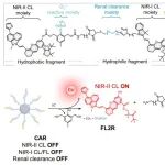 文献分享 |&#160;Nat. Commun.&#160;|&#160;单分子近红外化学发光探针用于肝-肾轴缺血再灌注损伤的级联多重成像