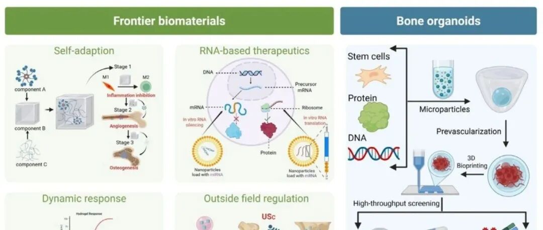 华东理工大学《AM》综述：生物活性材料介导的骨髓微环境调控