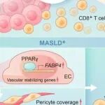 J Hepatol | 哈尔滨医科大学郝大鹏/邰升/郑桐森确定FABP4是MASLD相关HCC的预后标志物