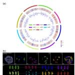 Horticulture Research | 连发两篇！石河子大学李鸿彬/孟状团队在苜蓿染色体演化领域取得系列研究进展