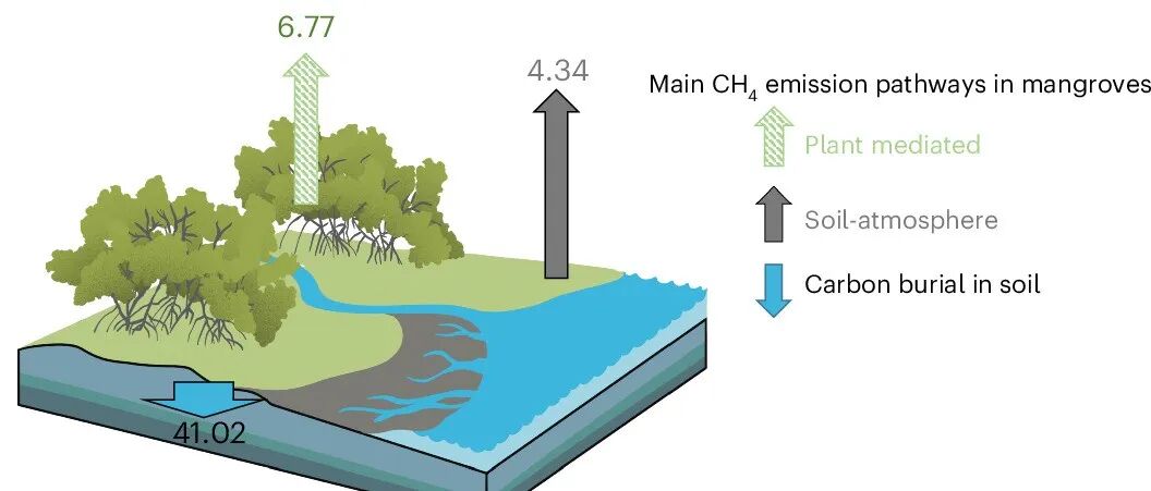 全球尺度预测丨NAT GEOSCI：红树林沉积物碳封存被红树林树干甲烷排放所抵消