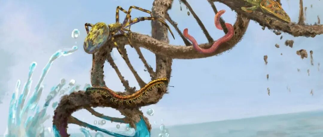Nature | 魏家琳等揭示动物从海洋走向陆地的基因组秘密
