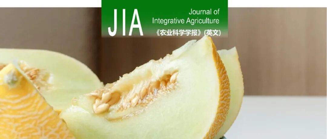 JIA | 中国农大任华中/刘兴旺课题组联合新疆农科院生物育种实验室完成甜瓜幼苗下胚轴皮色白化基因的挖掘和功能初探