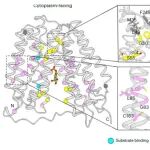 Nat Struct Mol Biol｜北京大学张哲课题组与合作者破解葡萄糖-6-磷酸转运蛋白SLC37A4的底物转运与抑制机制