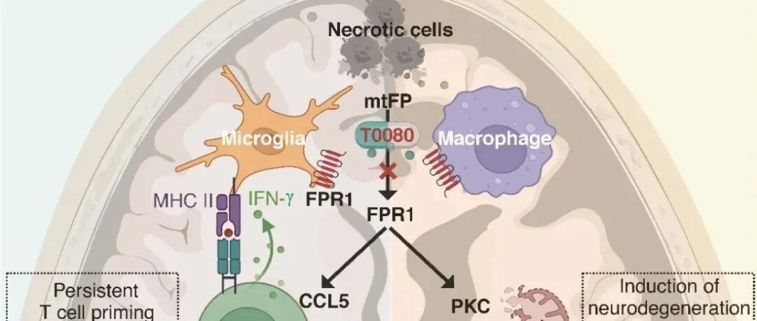 Science｜天津医科大学施福东课题组发现靶向甲酰肽受体1抑制神经炎症与退行，为神经疾病治疗开辟新路径