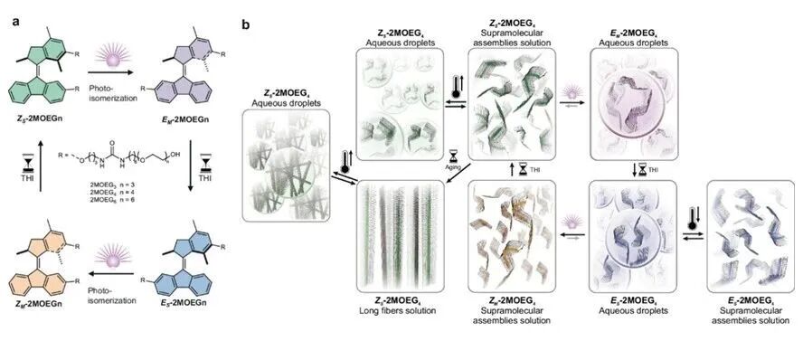 文献分享|Nat. Commun.：分子马达驱动的超分子组装体的可逆液-液相分离