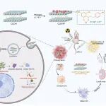 ACS Nano：细胞内二硫化物应激可诱导肌动蛋白功能障碍增强以放疗敏感性和激发抗肿瘤免疫