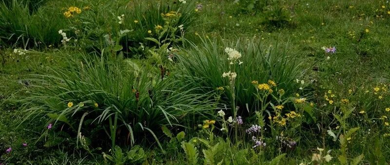 华中农业大学种群入侵生态王永健团队在Ecology、GCB、NP和FE等发表系列研究进展！揭示生物非生物胁迫下植物入侵机制