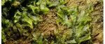 New Phytol | 揭示陆地植物演化的全新线索——古老的角苔“叶绿体基因组密码”