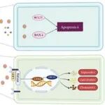 Adv Sci | 重庆医科大学李鸿团队发现缓解急性青光眼诱导的视神经损伤的潜在新策略