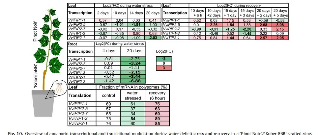 【文献解读】意大利博洛尼亚大学团队揭示葡萄在水分胁迫和恢复过程中水通道蛋白的转录水平和翻译水平调控机制