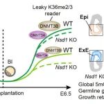 Nat Cell Biol｜清华大学颉伟团队与合作者揭示H3K36me2重编程调控哺乳动物胚胎着床后DNA甲基化重建的机制