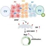 eLife｜云南大学单昭/彭城课题组合作发现中区肝细胞通过Atf4-Chop-Btg2主动暂停增殖换取存活机会