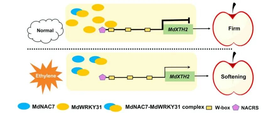 文献分享 | MdWRKY31-MdNAC7调控网络通过调控细胞壁修饰酶MdXTH2响应乙烯信号调节果实软化