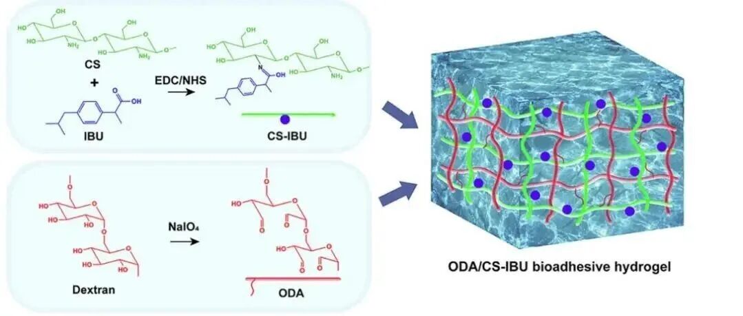 《Carbohydrate Polymers》：基于氧化葡聚糖和壳聚糖-布洛芬偶联物的生物黏附水凝胶用于肝切除后的快速止血