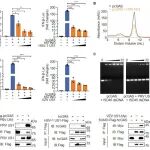 PLoS Pathog | 中国农业大学动物医学院李鑫课题组揭示α疱疹病毒US1同源蛋白通过结构重叠多肽抑制cGAS激活的新机制