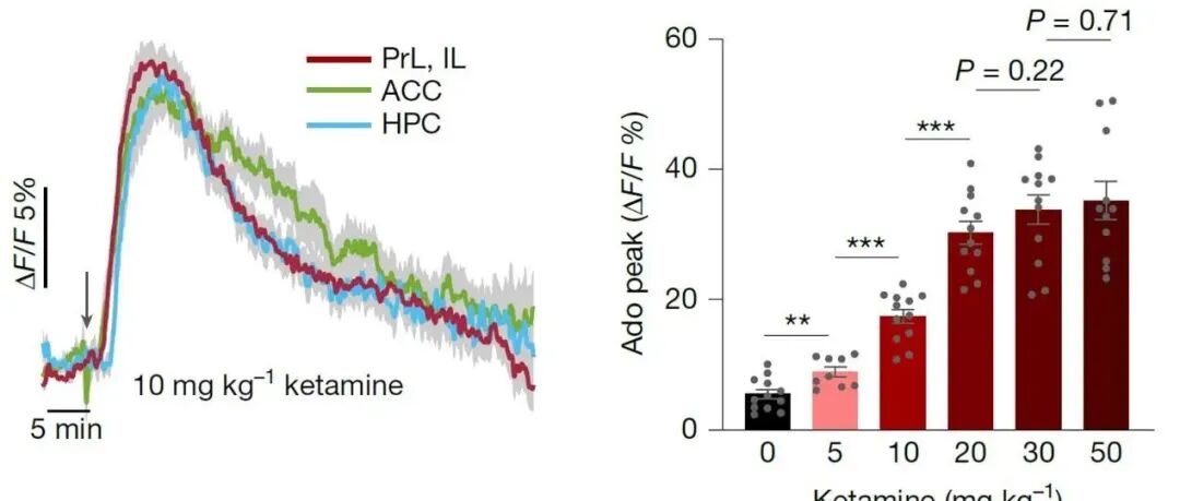 Nature | 腺苷信号调控新机制揭示抑郁治疗新途径