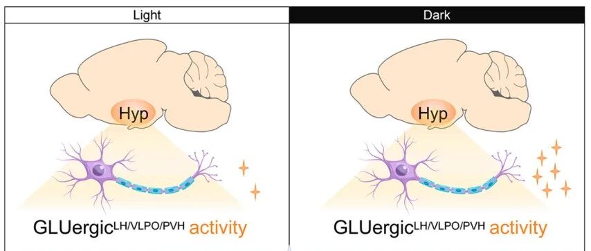 Cell Metab | 广州中医药大学吴宝剑等发现，肠道生物钟通过维持谷氨酰胺稳态形成睡眠-觉醒周期