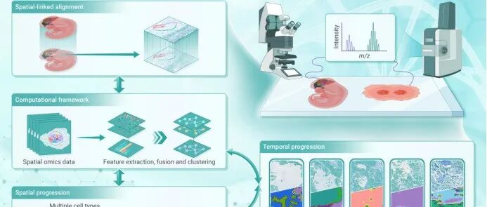 The Innovation Medicine | 空间多组学融合：细胞和亚器官空间分析的新视角