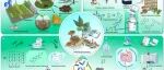 The Innovation Life | 中草药生物炮制：破解传统草药现代化的新路径