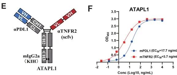 南京大学发表PD-L1/TNFR2双抗ATAPL1的作用机制