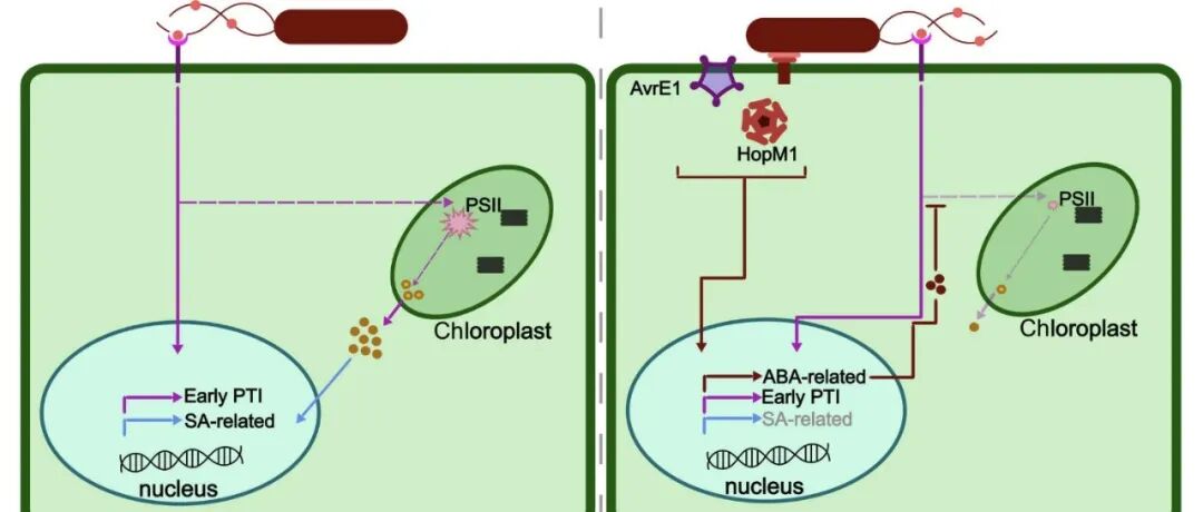 New Phytol | 叶绿体的“光合防线”：ROS触发水杨酸免疫通路的新机制