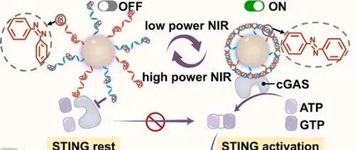 文献速递 | 近红外可切换 DNA “快门”实现可逆的间歇式 cGAS-STING 激活，从而增强抗肿瘤免疫反应
