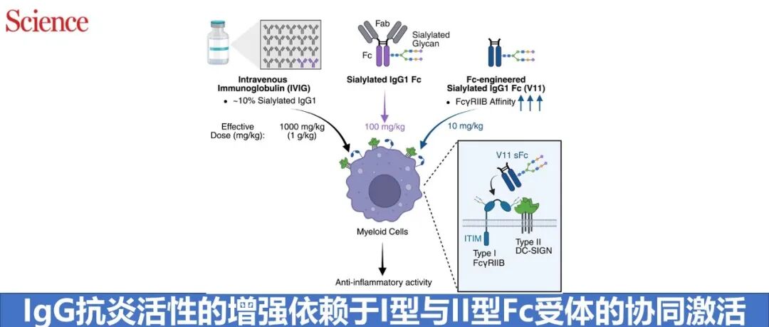 Science | IgG 抗炎活性的增强依赖于 I 型与 II 型 Fc 受体的协同激活