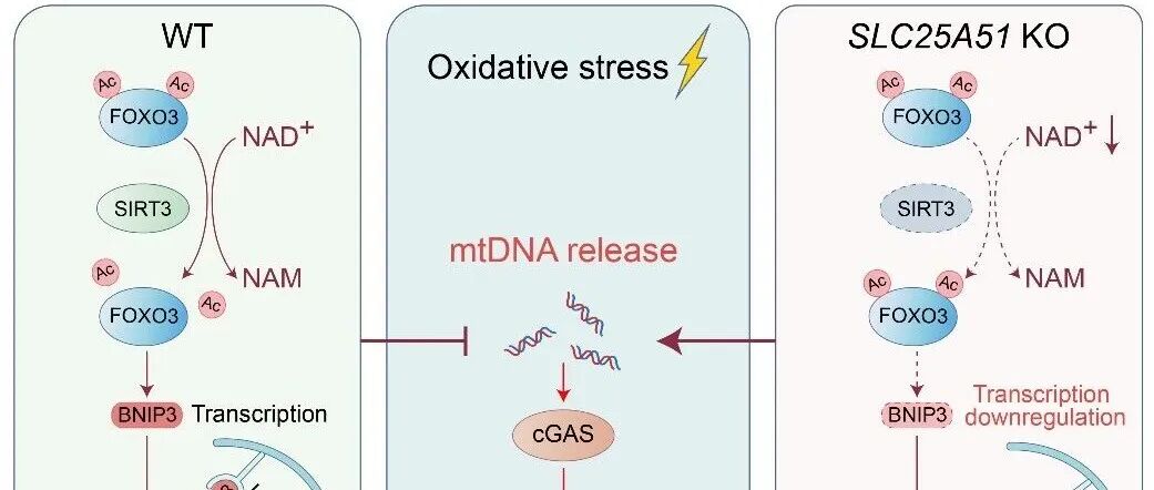 Autophagy｜武汉大学周荣家教授课题组揭示线粒体NAD+调控线粒体自噬及炎症反应的新机制