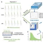 Plant Cell 西北农林科技大学农学院许盛宝课题组在小麦根系发育方面取得重要进展