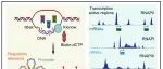 Mol Cell | 南方医科大学迟玮等开发了一种操作简便、成本更低、且无抗体或探针依赖的新型三维基因组技术